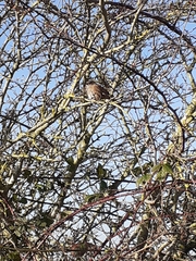 Prunella modularis occidentalis