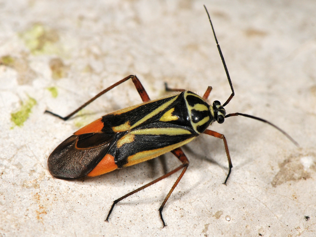 Brachycoleus steini