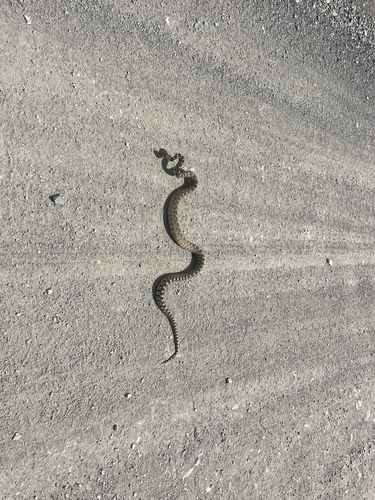 iNaturalist observation photo of Great Basin Gopher Snake