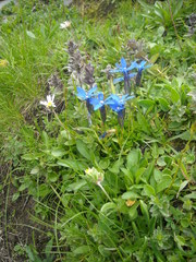 Gentiana bavarica