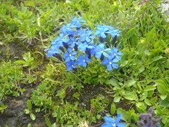 Gentiana bavarica