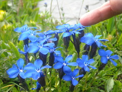 Gentiana bavarica