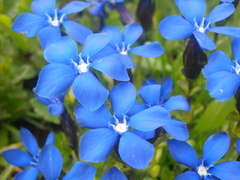 Gentiana bavarica