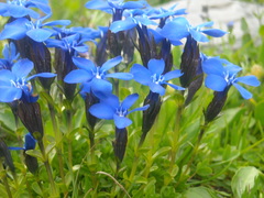 Gentiana bavarica