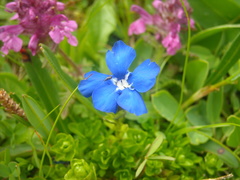 Gentiana bavarica