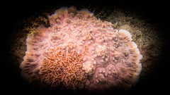 Dendrodoris carbunculosa