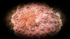 Dendrodoris carbunculosa