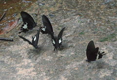 Papilio nephelus chaon