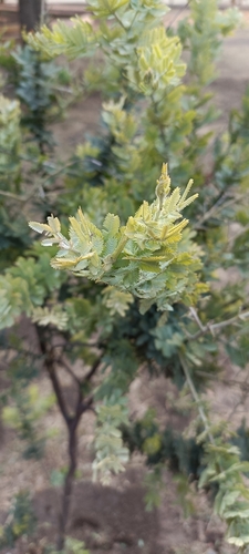 Cootamundra Wattle (Acacia baileyana)