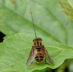 Philoliche longirostris