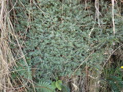 Pimelea pseudolyallii