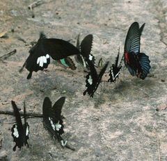 Papilio nephelus chaon