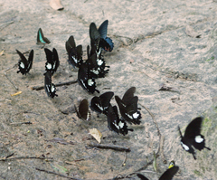 Papilio nephelus chaon