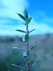 Pimelea pseudolyallii