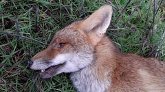Vulpes vulpes