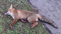 Vulpes vulpes