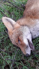 Vulpes vulpes