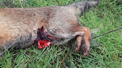 Vulpes vulpes