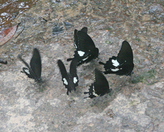 Papilio polytes romulus