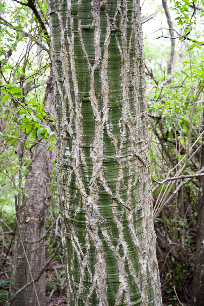 Pseudobombax argentinum