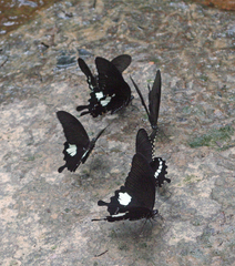 Papilio polytes romulus
