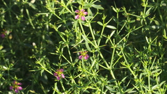 Zygophyllum indicum