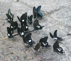 Papilio memnon agenor