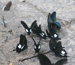 Papilio memnon agenor