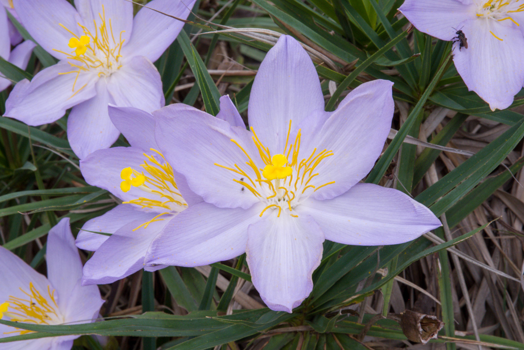 Vellozia variabilis