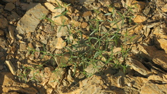 Zygophyllum indicum