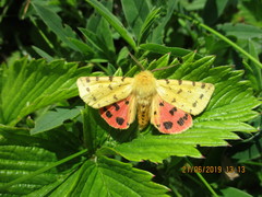 Diacrisia purpurata