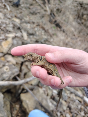 Eastern Collared Lizard