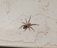 Filistata insidiatrix