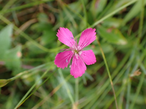 Maiden Pink (Dianthus deltoides)