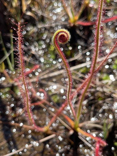 Drosera spiralis A.St.-Hil.