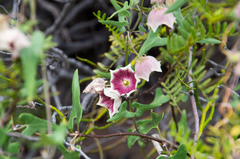 Philibertia gilliesii