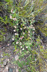 Philibertia gilliesii