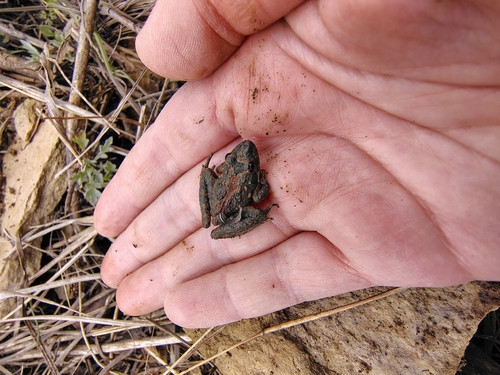 Blanchard's Cricket Frog