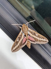 Hyles livornicoides