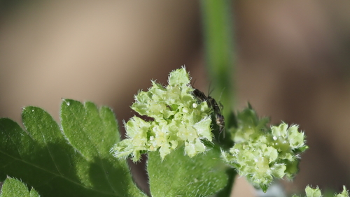 Osmorhiza brachypoda, 2026-03-17