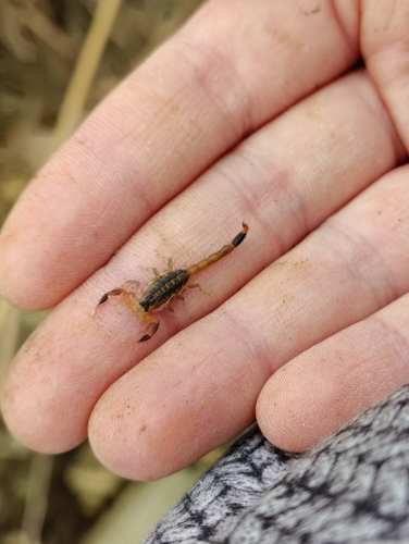 Striped Bark Scorpion