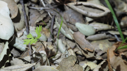 Osmorhiza brachypoda, 2026-03-17