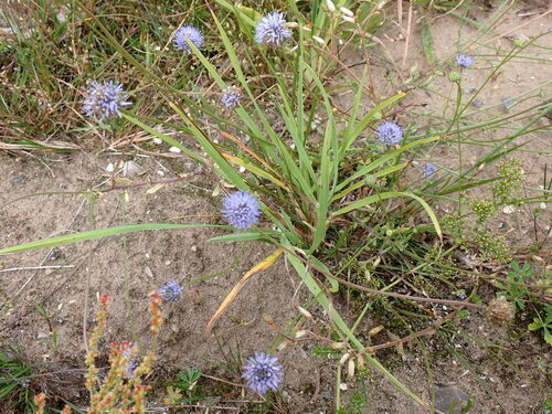 Sheep's-bit (Jasione montana)