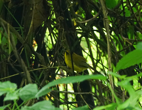 Golden Babbler (Cyanoderma chrysaeum), photo 6