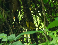 Cyanoderma chrysaeum