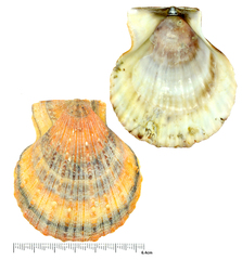 Chlamys