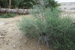Haloxylon salicornicum