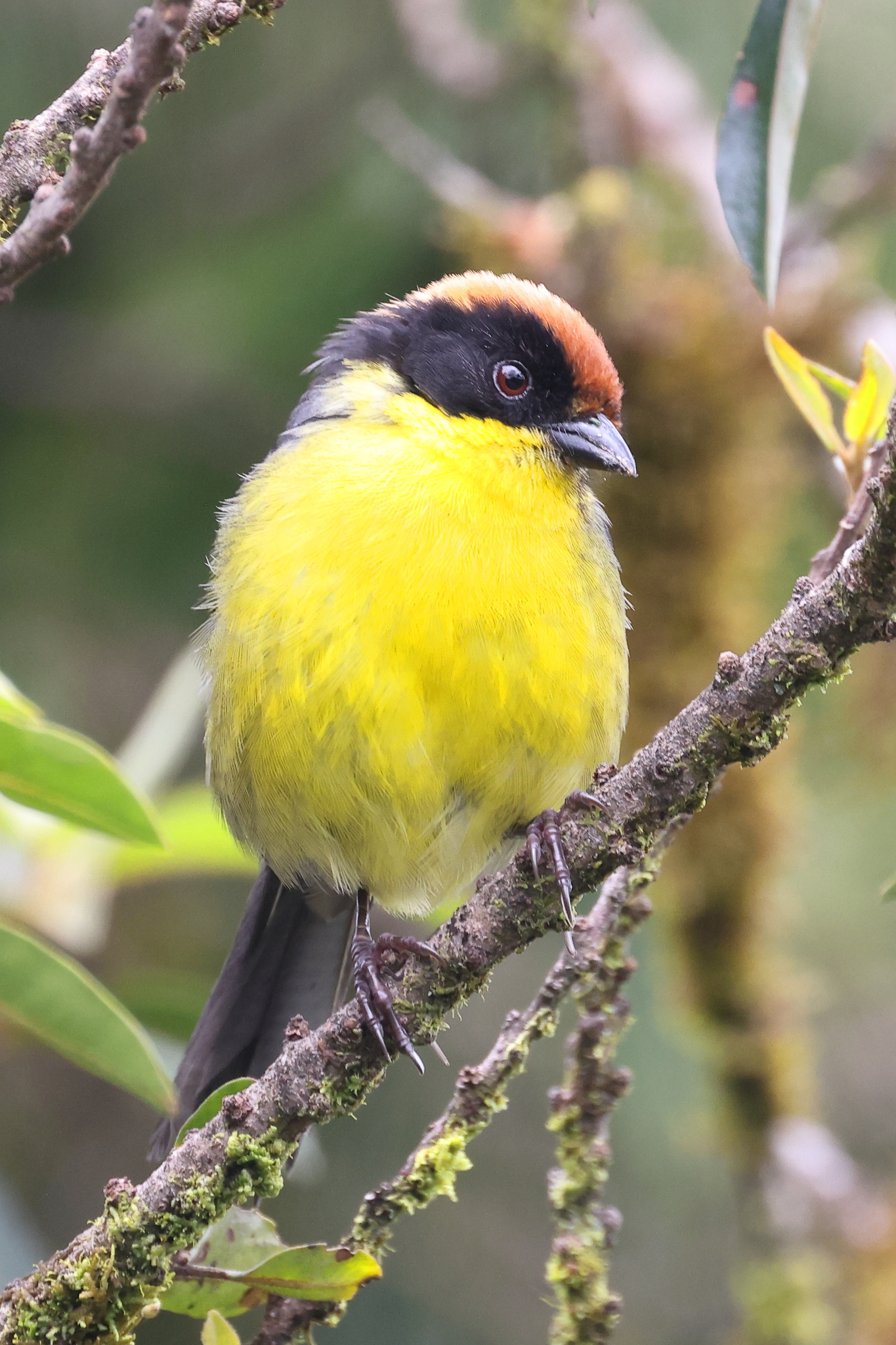 Yellow-breasted Brushfinch (Atlapetes latinuchus), photo 2