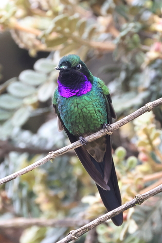 Purple-throated Sunangel (Heliangelus viola)