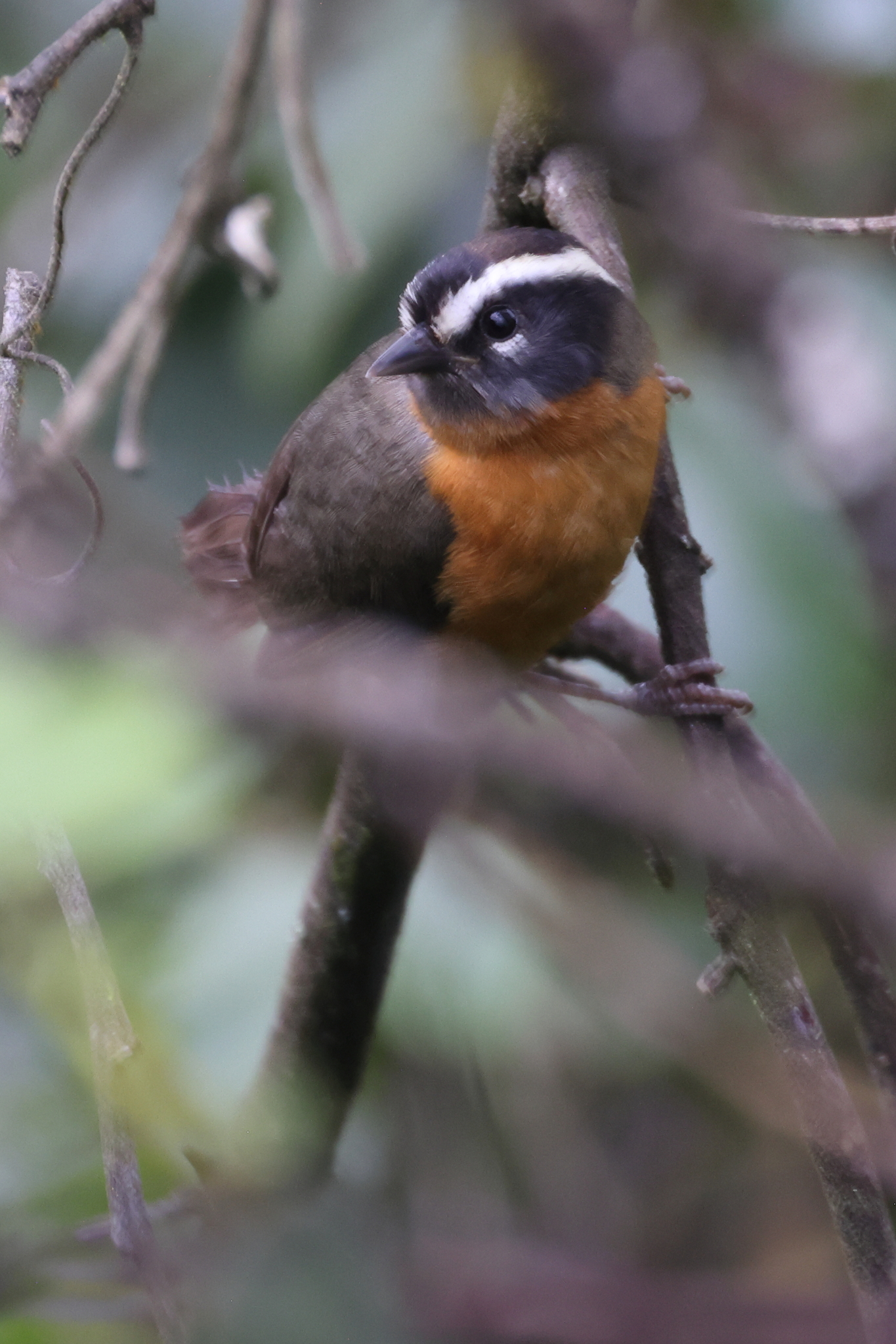Black-eared Hemispingus (Sphenopsis melanotis), photo 1